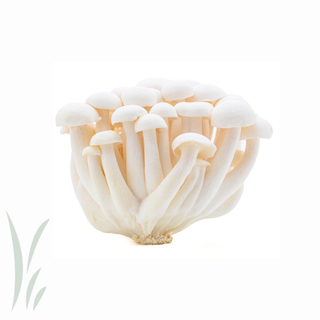 White Hon Shimeji / 150g