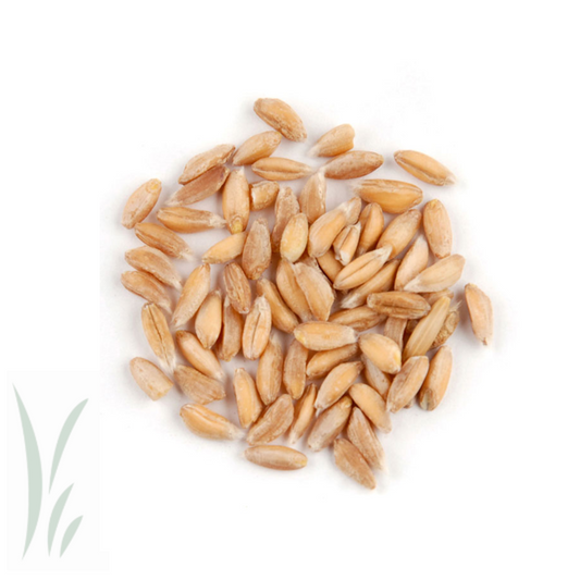 Farro, Organic / 10 lb