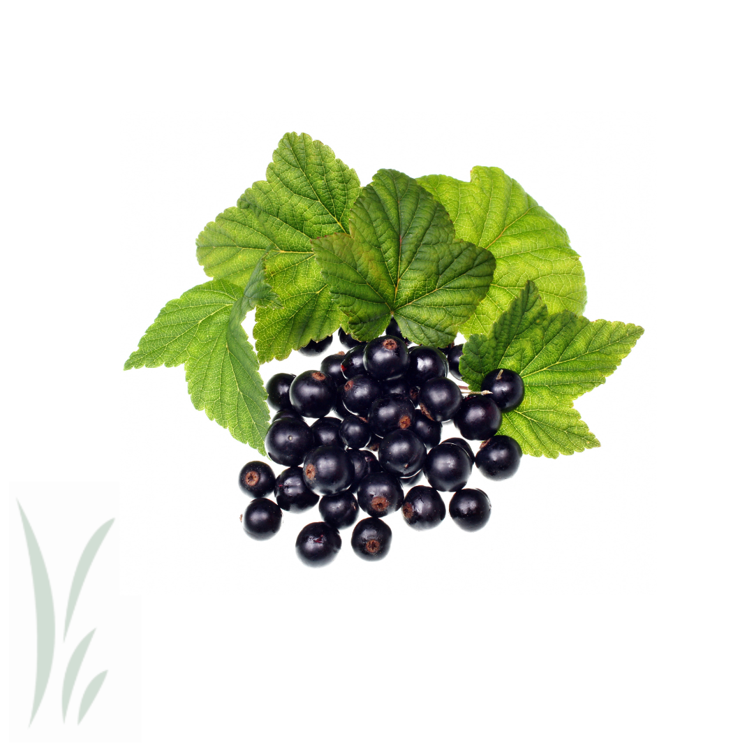 Black Currants, Frozen / lb.