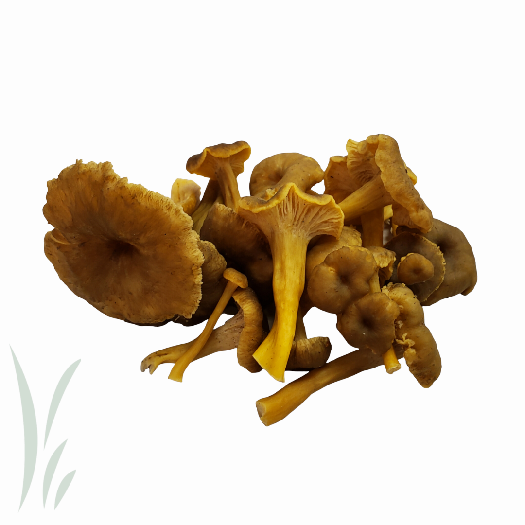 Wild Yellowfoot Mushroom / lb