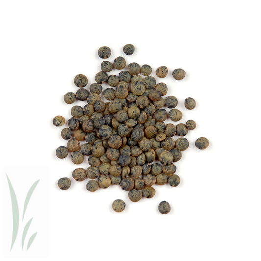 French Green Lentils, Local Organic / 10 lb