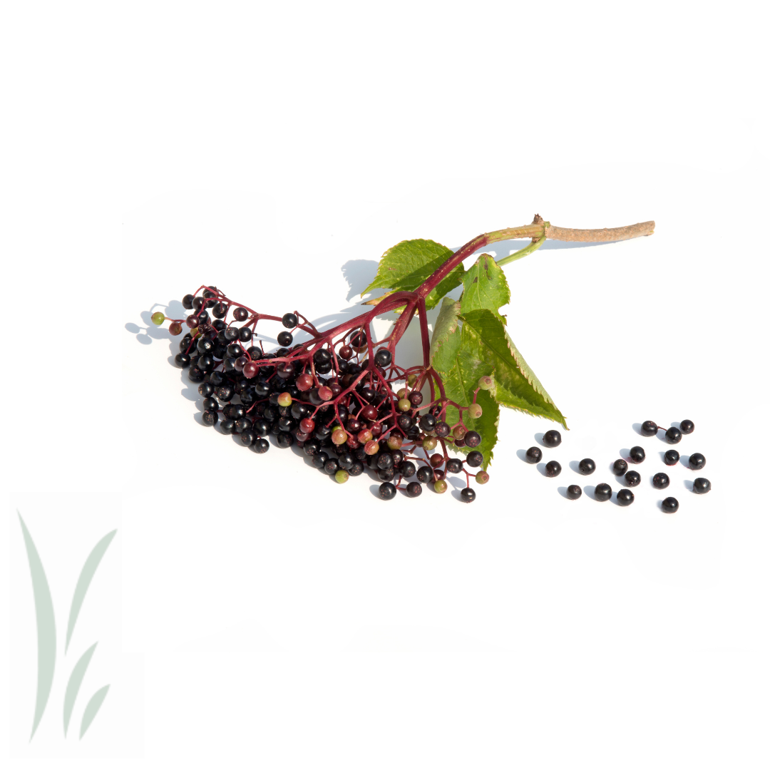 Elderberries, Frozen / lb