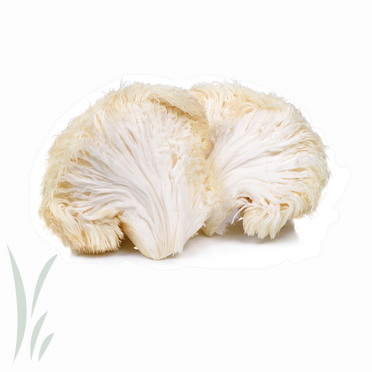 Lion's Mane Mushroom, Canadian Cultivated / lb
